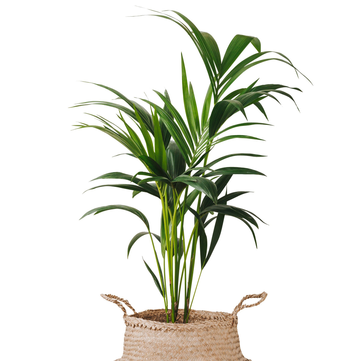 Indoor Kentia Palm