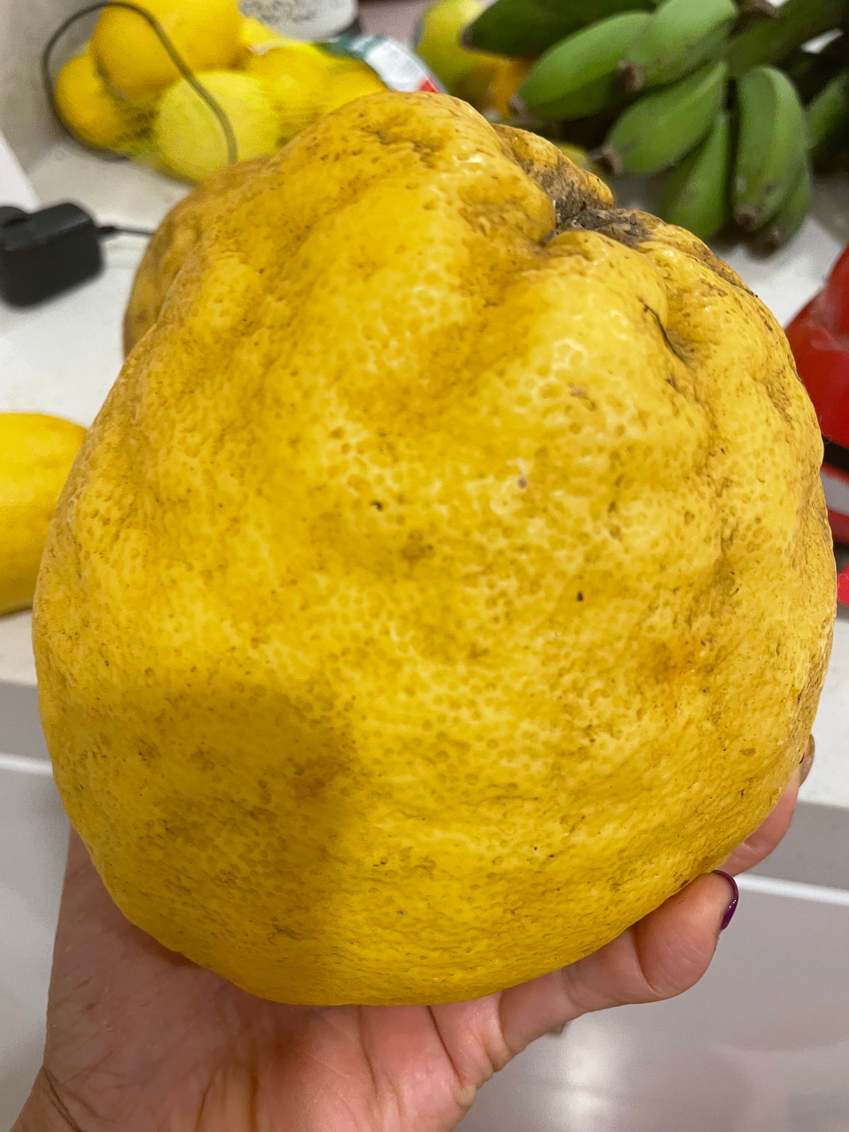 Ponderosa Giant Lemon Plant - A Citrus Marvel