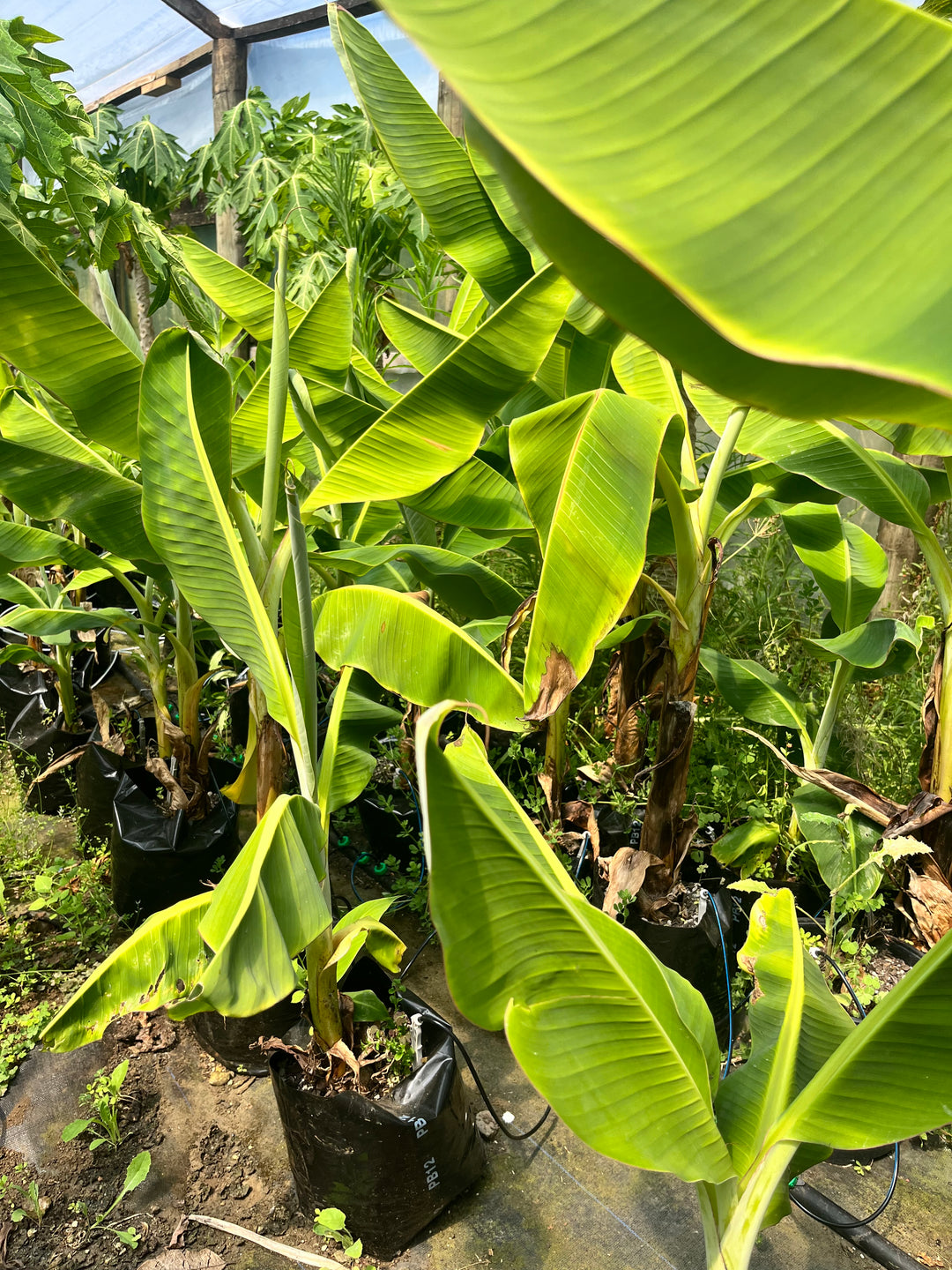 Hopa Banana - Perfect Cooking Banana