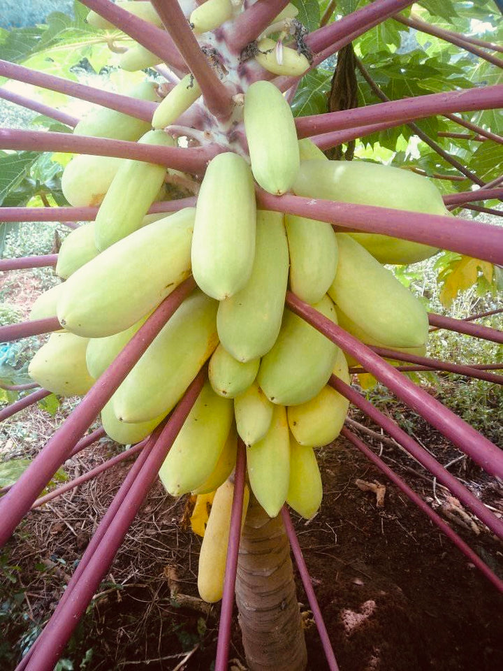 Golden F1 Papaya