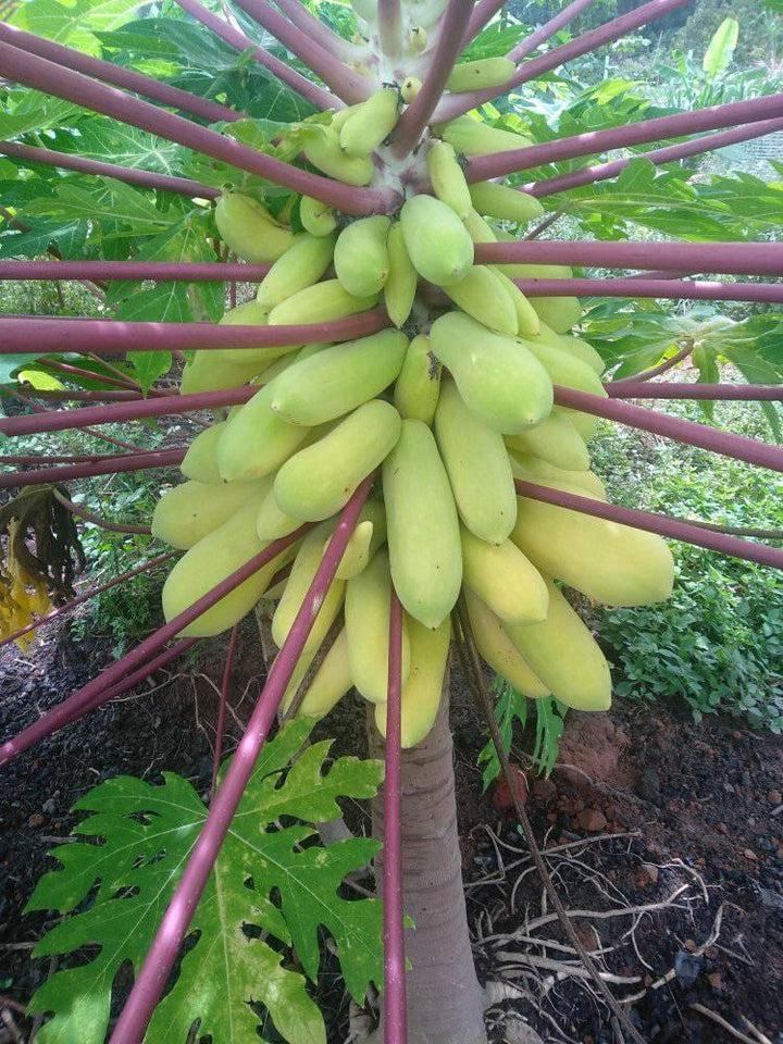 Golden F1 Papaya