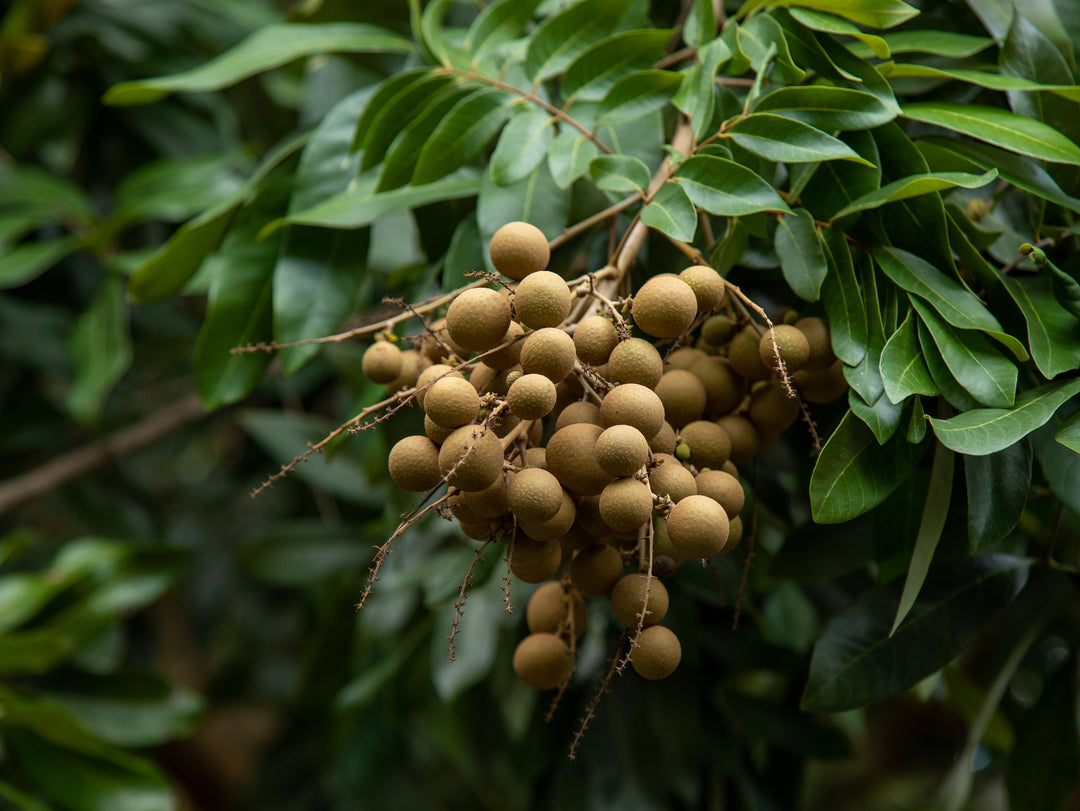 Longan - Lada