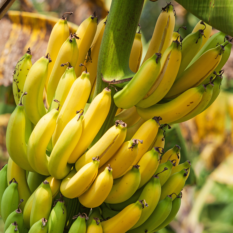 Fresh NZ Grown Berangan Banana