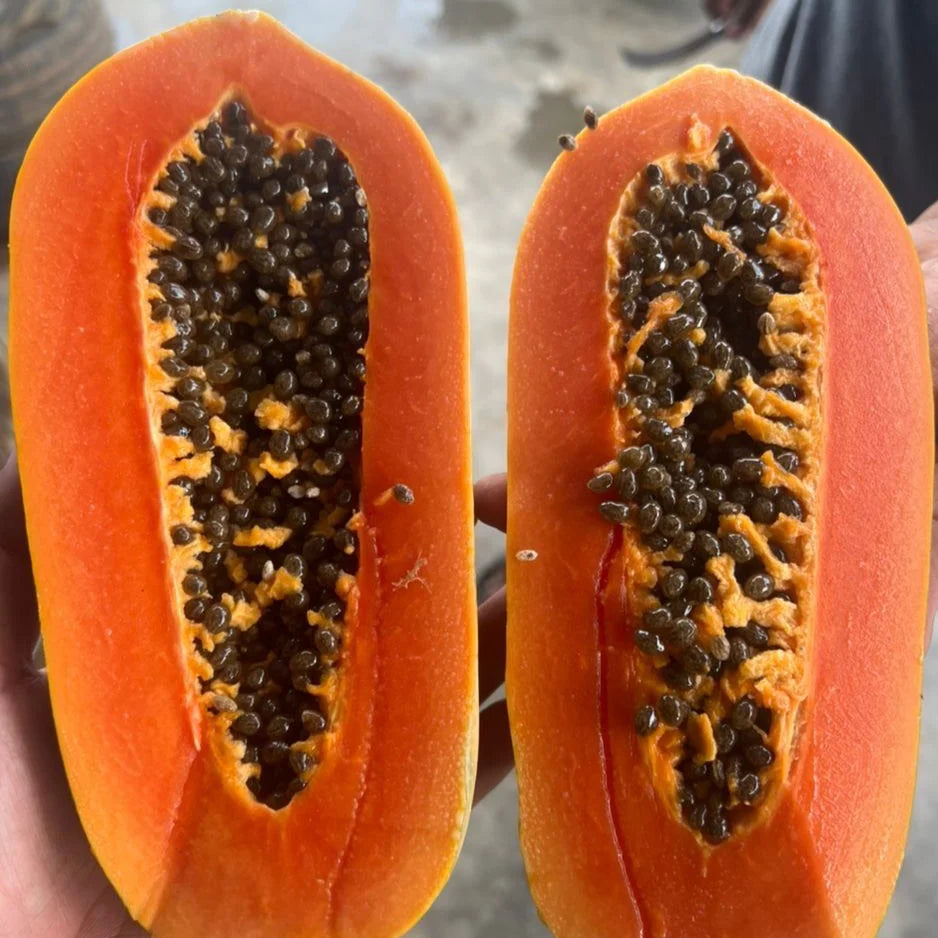 Fresh NZ Grown Calina IPB9 Papaya