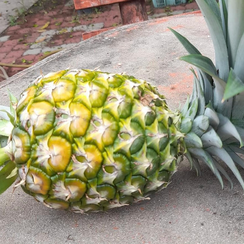 Fresh NZ Grown Cayenne Pineapple