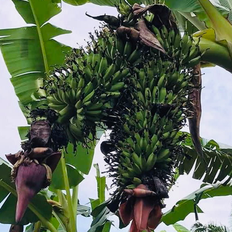 Fresh NZ Grown Double Mahoi Banana