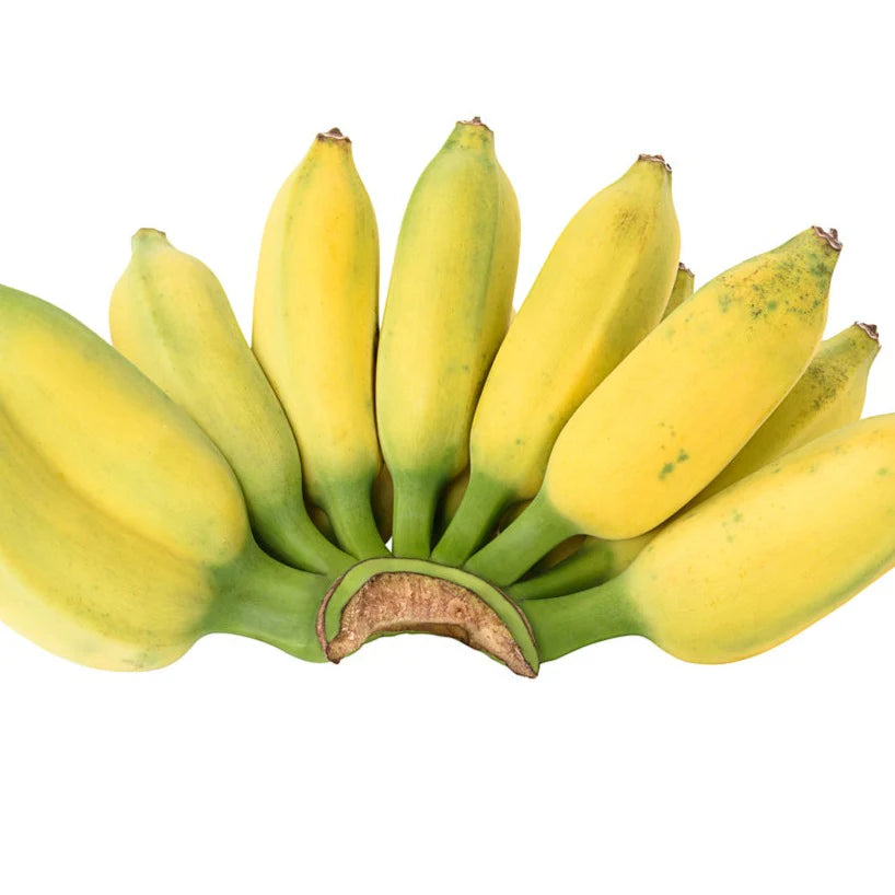 Fresh NZ Grown Ducasse Banana