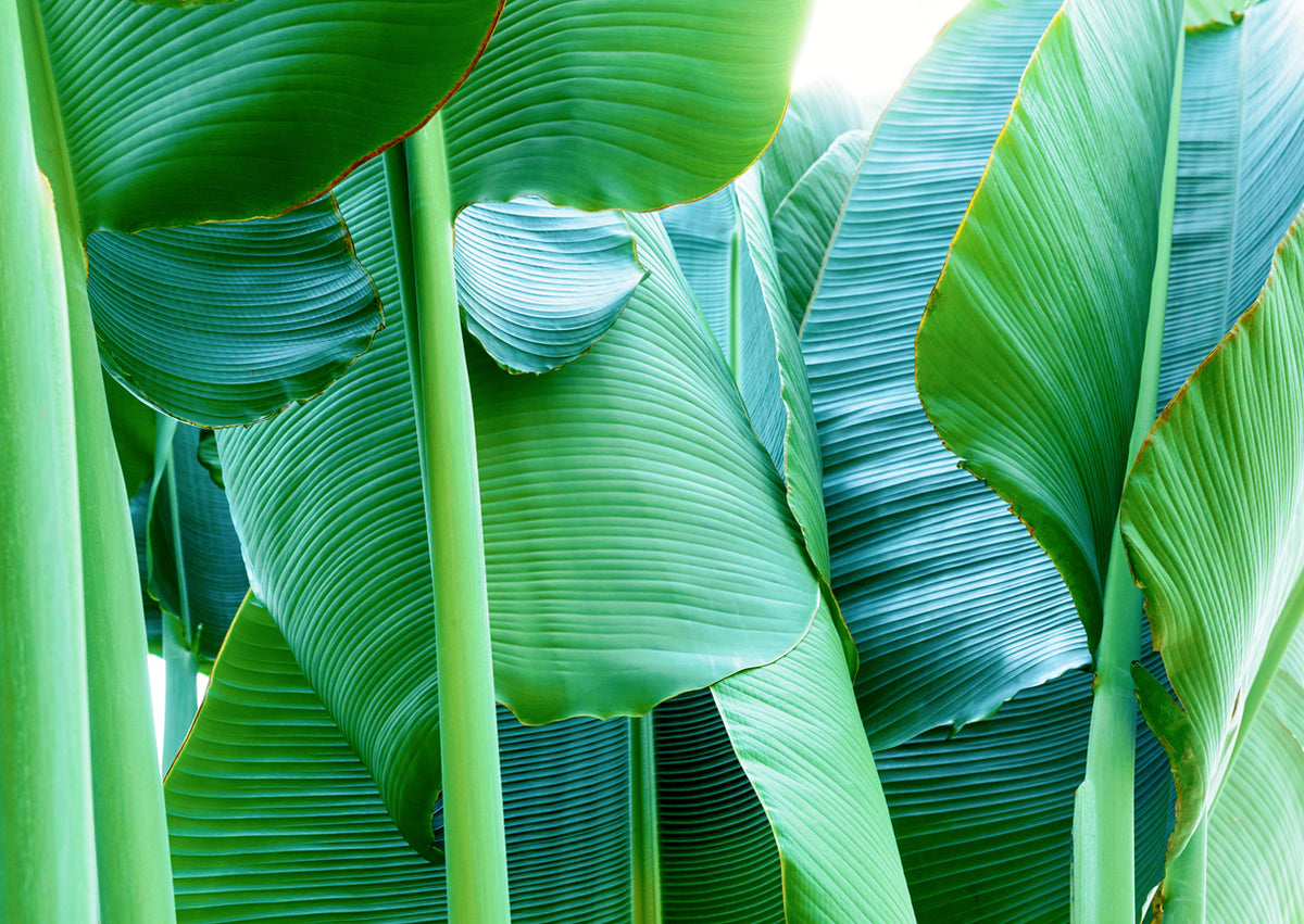 Basjoo - Banana Plant - Forestique Tropicold Banana Leaf