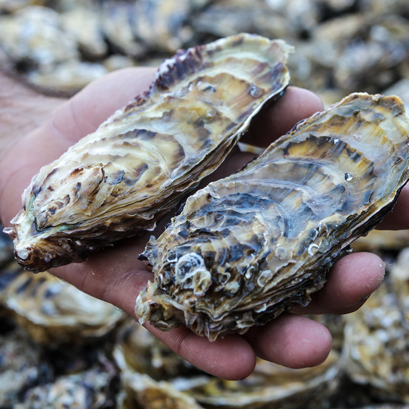 Exotica NZ Fresh Oysters in Hand