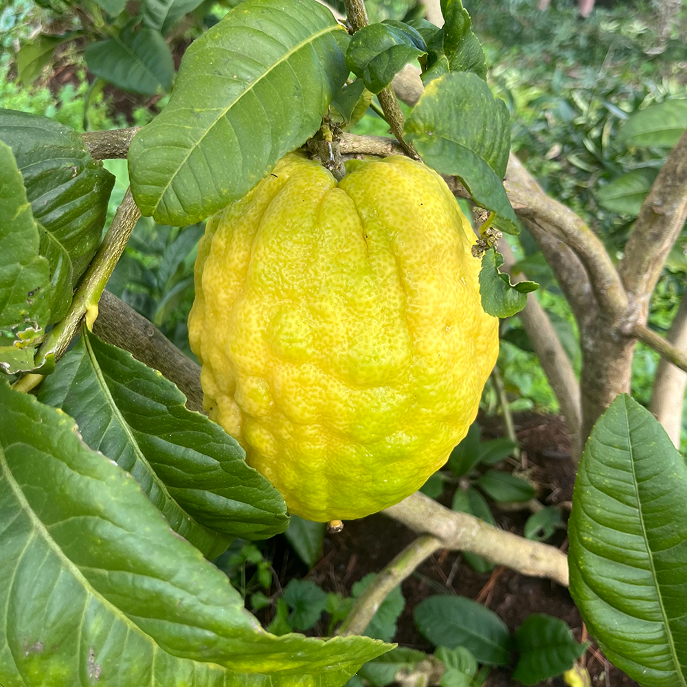 Fresh NZ Grown Citron Etrog Jewish Lime