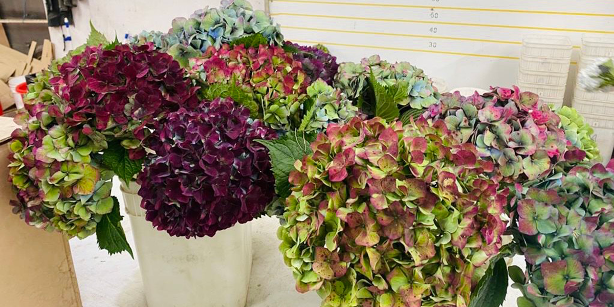 Fresh Flowers / Commercial Market Fresh Hydrangeas for Sale – Exotica NZ