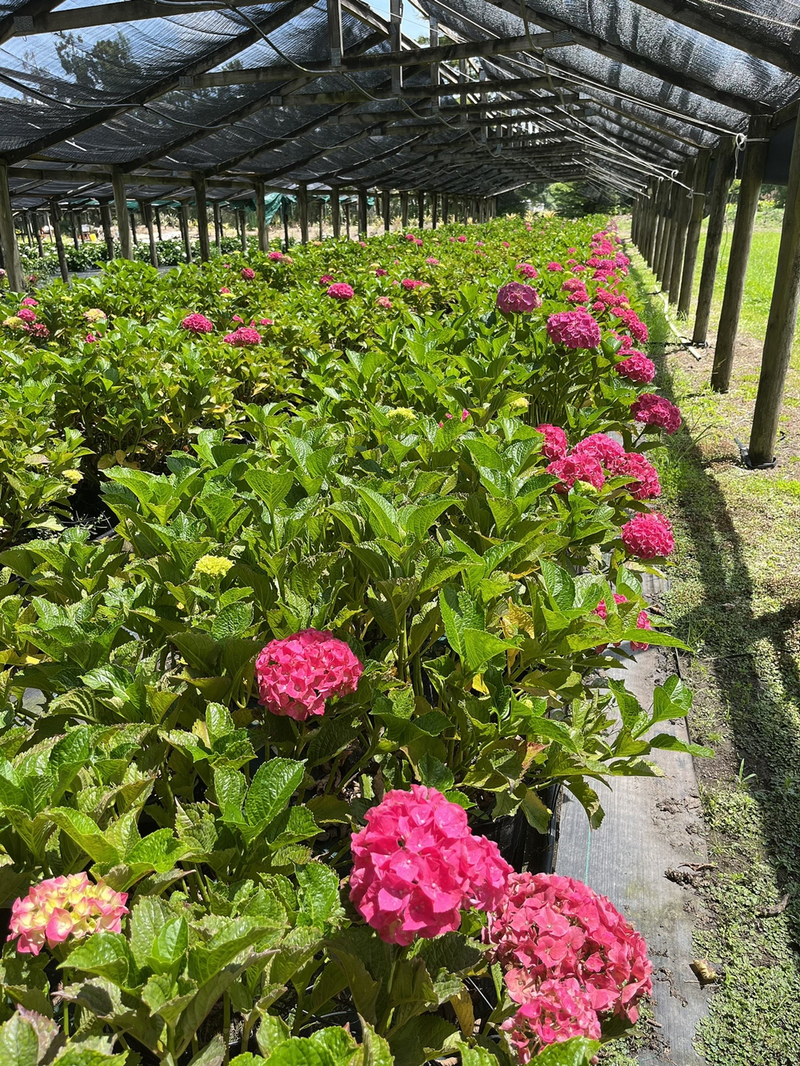 Fresh Flowers / Commercial Market Fresh Hydrangeas for Sale Exotica NZ