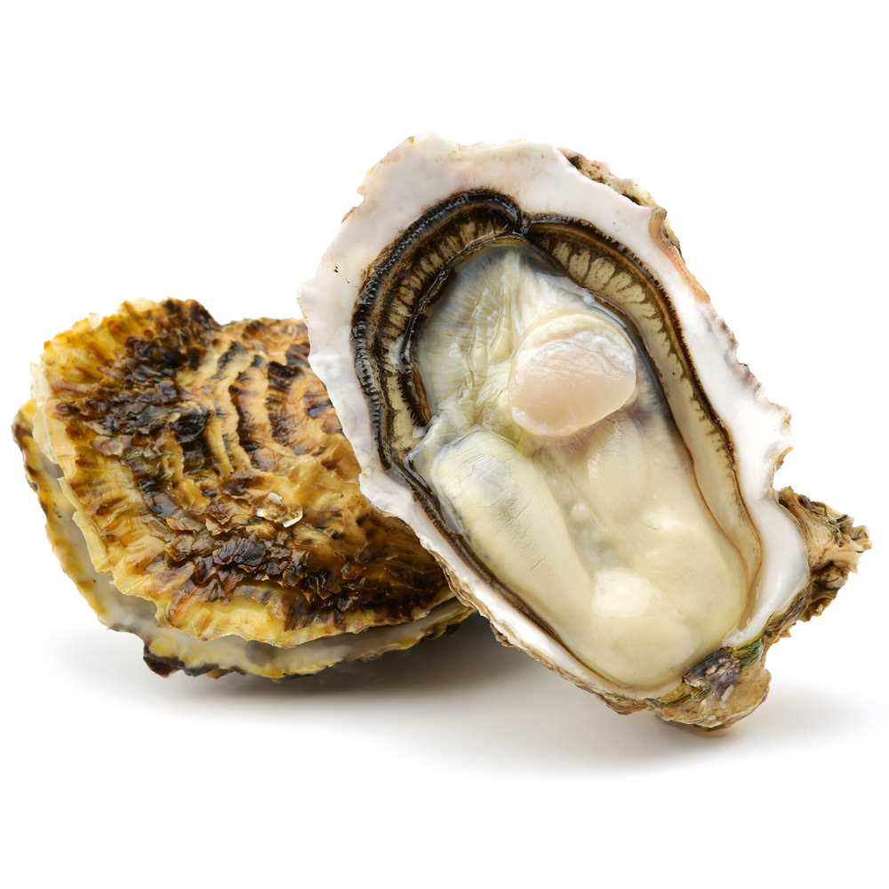 Exotica Seafood Fresh NZ Pacific Oysters - 2 Dozen