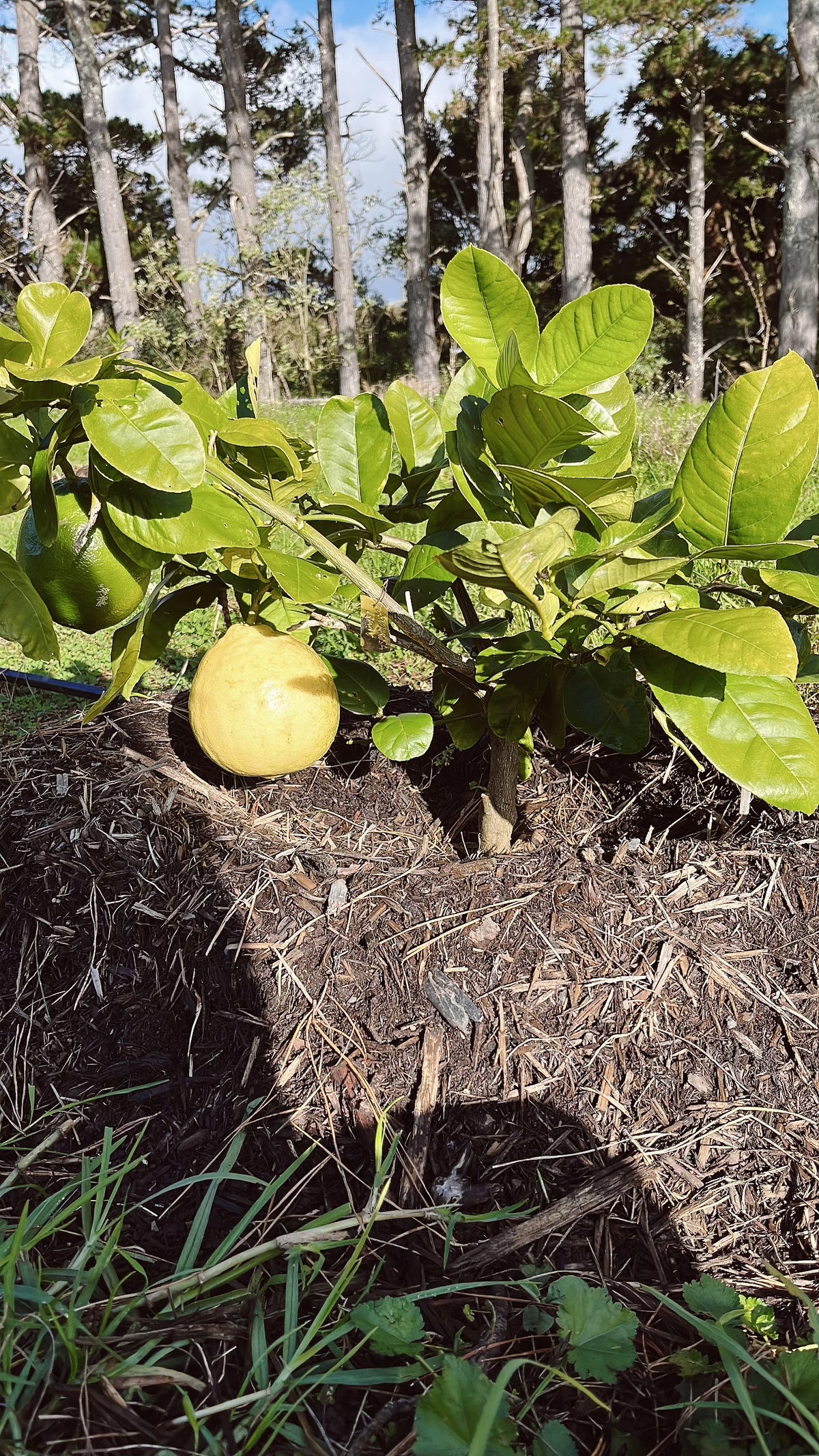 Ponderosa Giant Lemon Plant - A Citrus Marvel