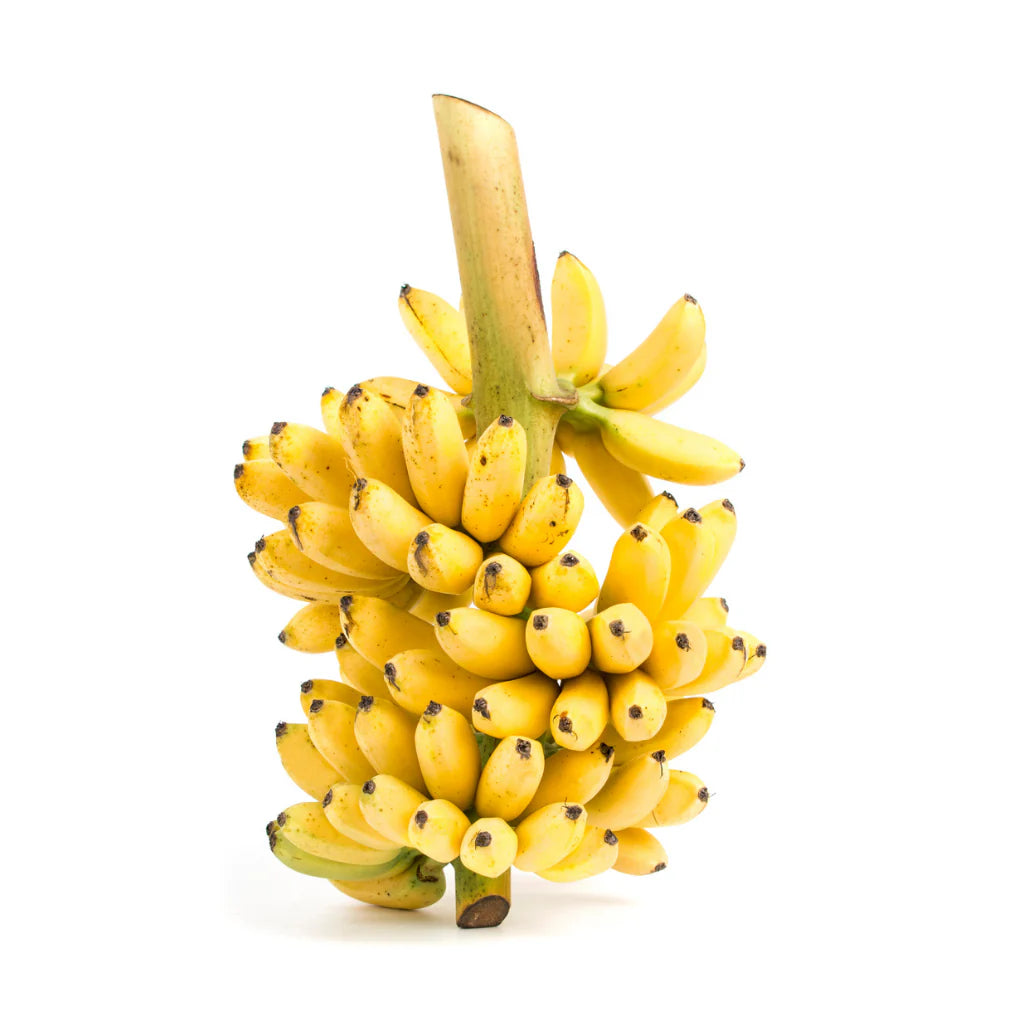 Fresh NZ Grown Goldfinger Banana