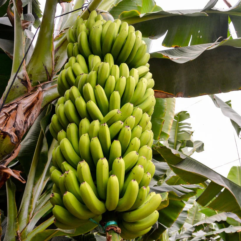 Fresh NZ Grown High Noon Banana
