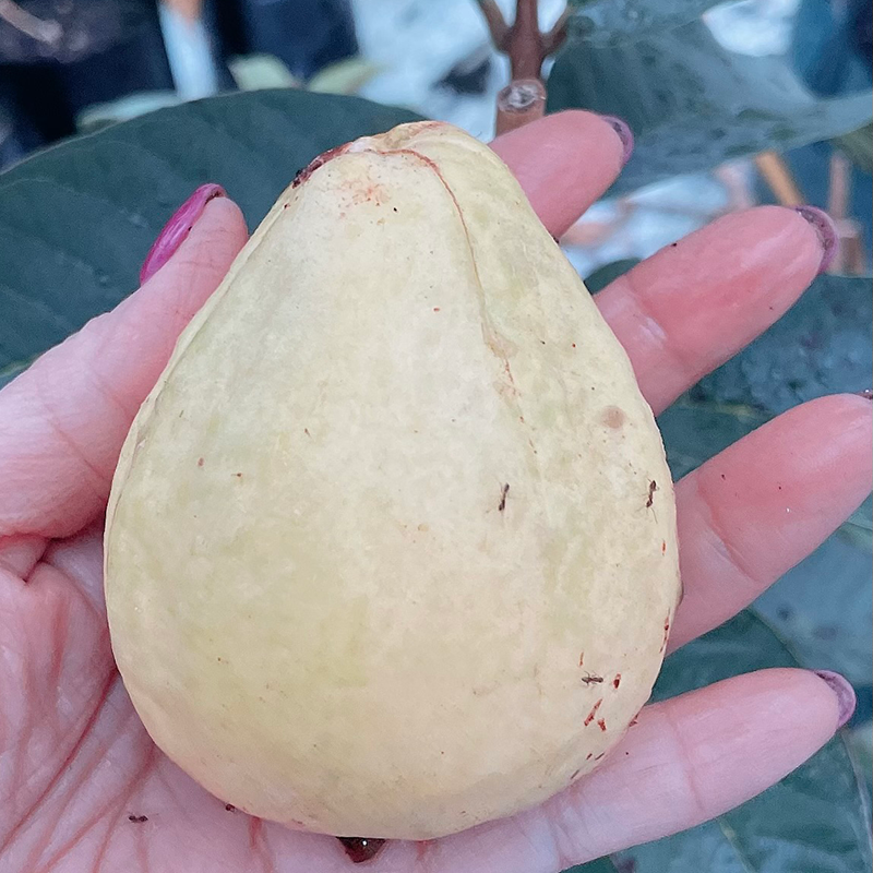 Fresh NZ Grown Indian White Guava L49