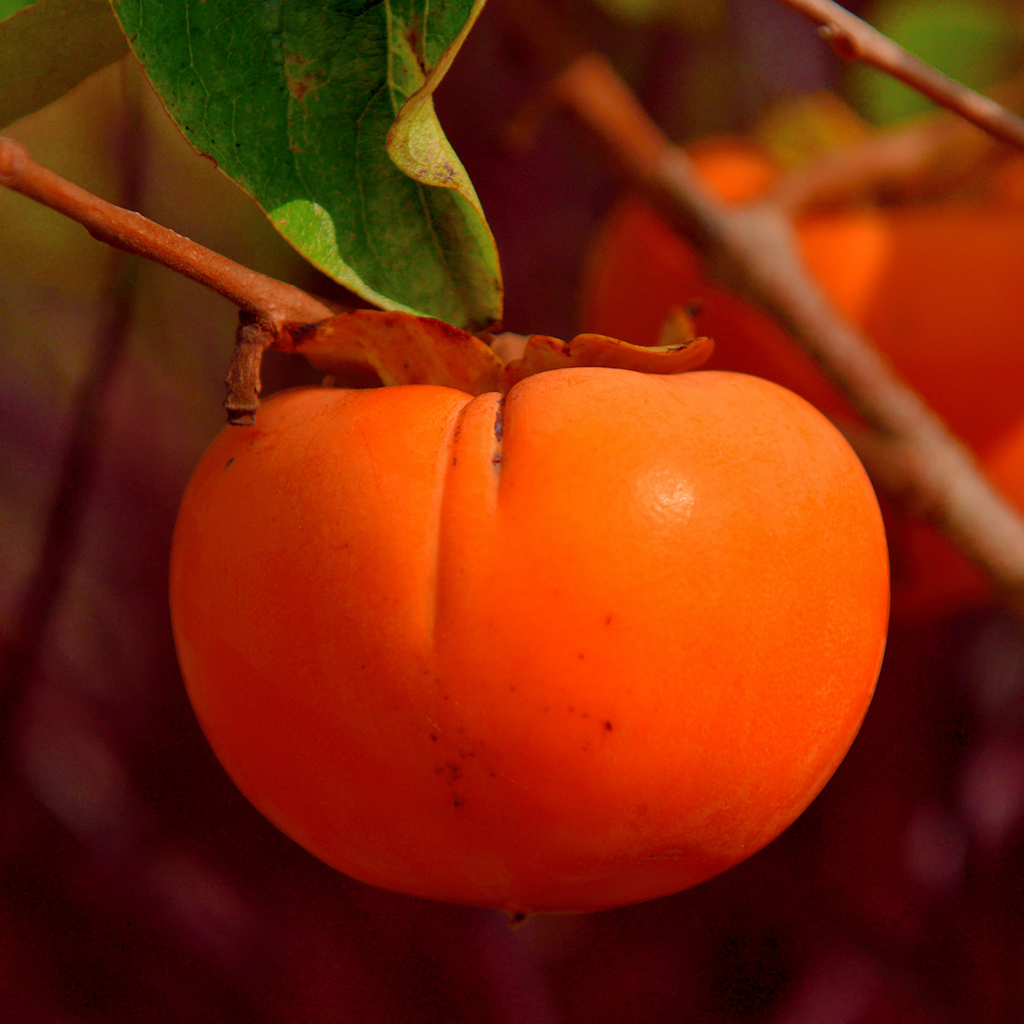 Exotica NZ Persimmon Plants for Sale