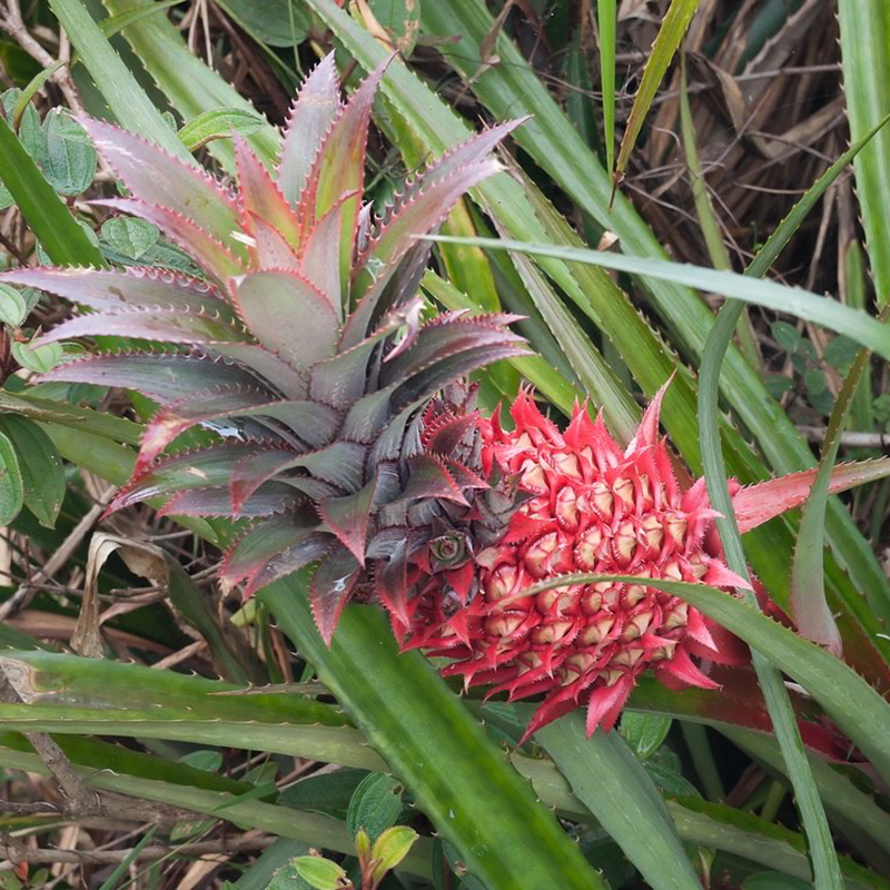 Fresh NZ Grown Red Pineapple