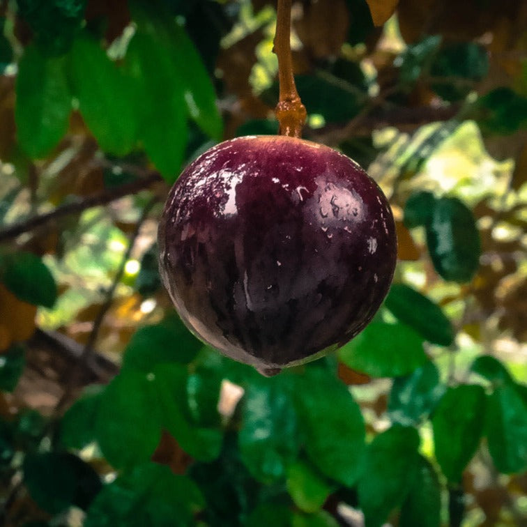 Haitian Purple Star Apple