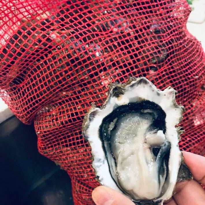 Friday Oysters (Five Dozen) + Oyster Knife + Oyster Gloves + inc delivery