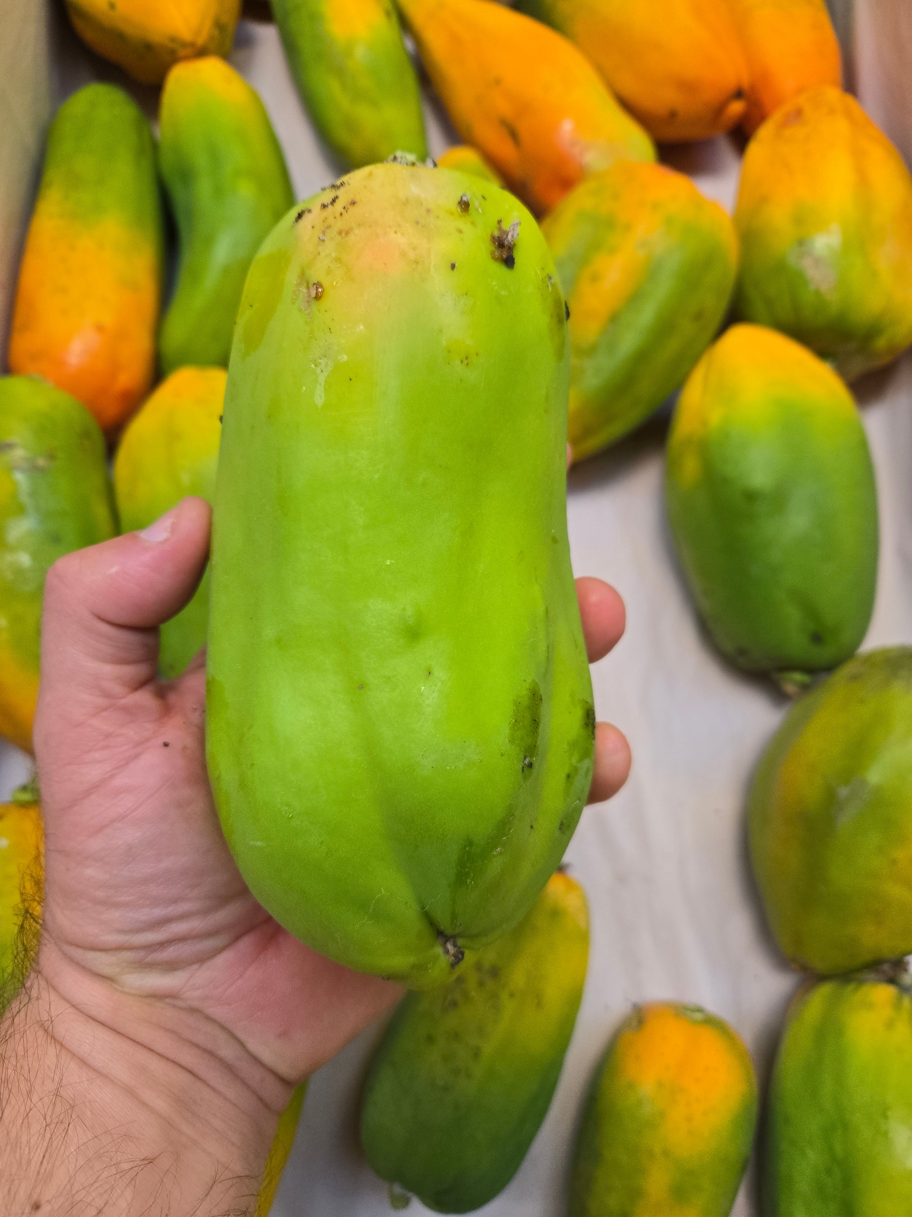 Exotica NZ Fresh Produce | Fresh New Zealand Grown Calina IPB9 Papaya