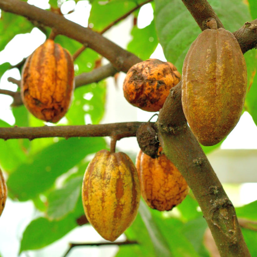 Cacao Seeds - Pack of 3