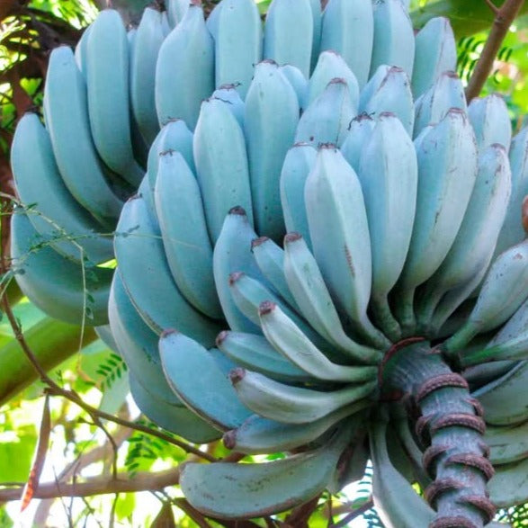Blue Banana Plants for Sale / Blue Java Banana - Exotica NZ