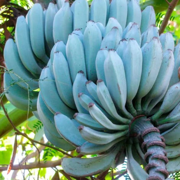 Blue Java Banana Plants