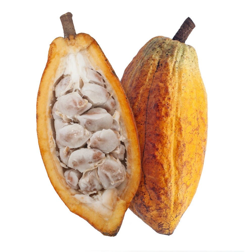 Cacao Seeds - Pack of 3