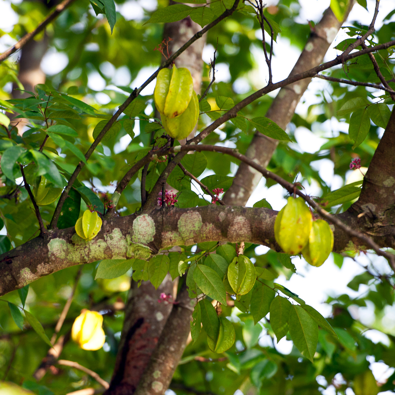Starfruit Carambola "Honeyed Iron Star"