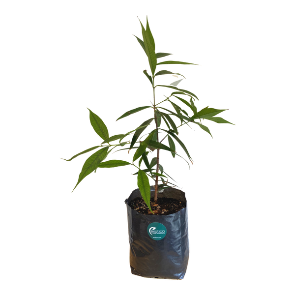 Rose Apple Plants for Sale / Buy Online Free Shipping Exotica NZ