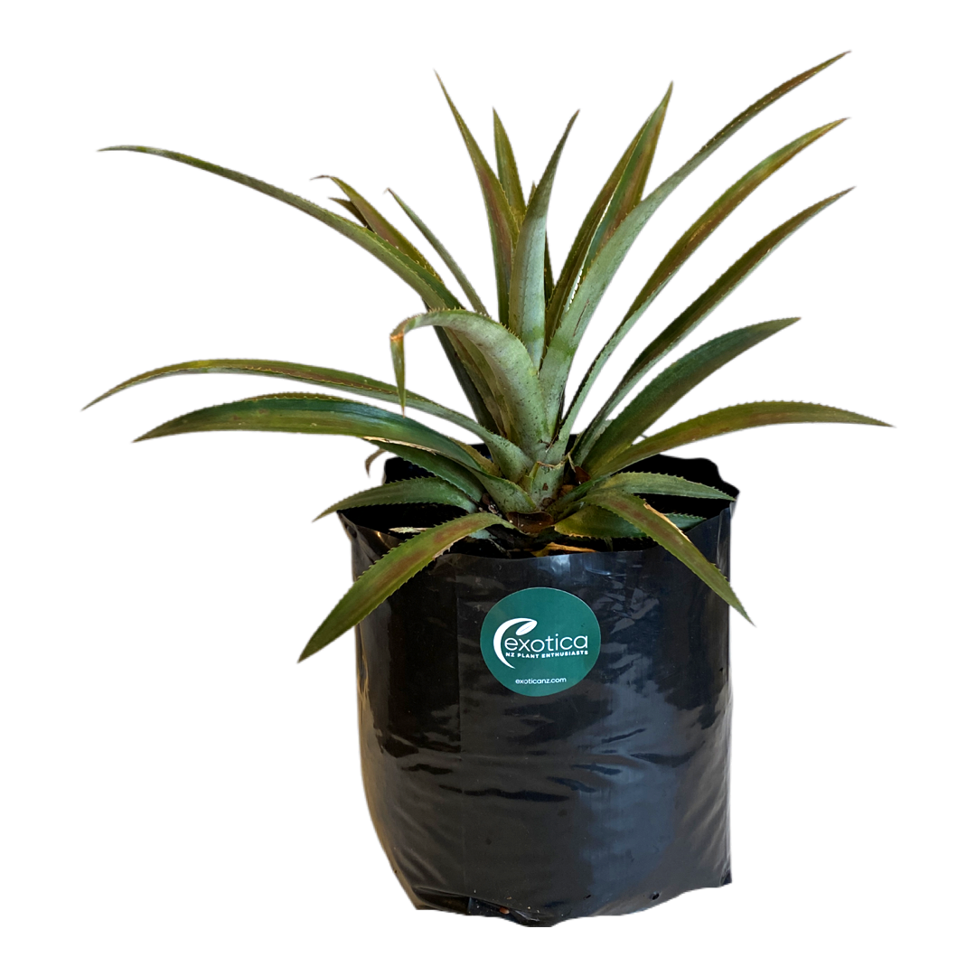 queen pineapple plant Exotica NZ Plants