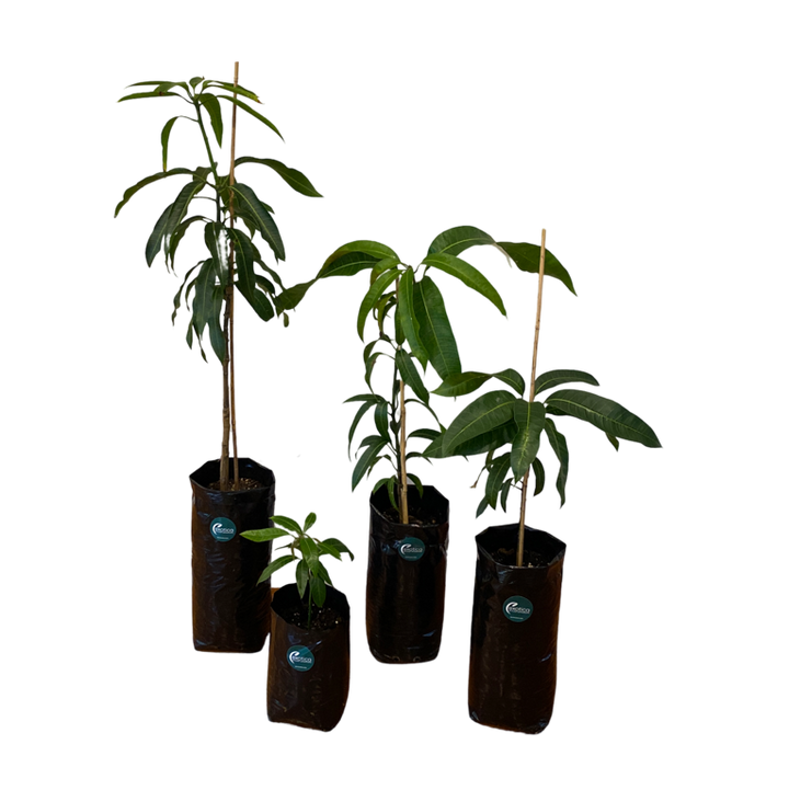 Keitt Mango Plant