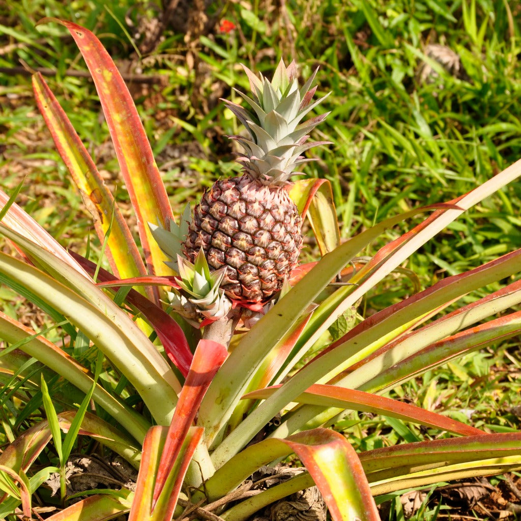 Exotica NZ Plants Pineapple Pink Pineapple plants for sale nz