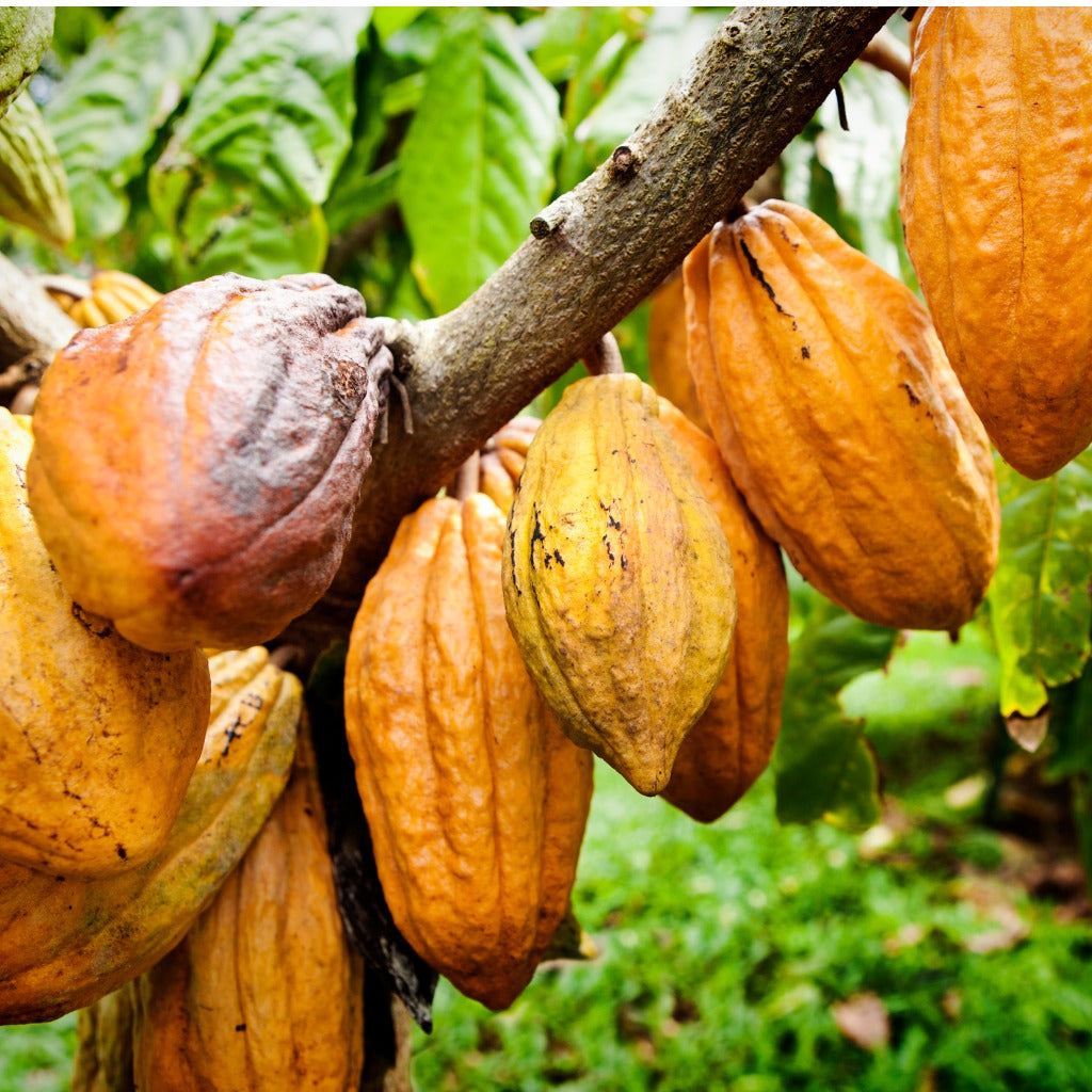 Cacao Plant - Large Specimen