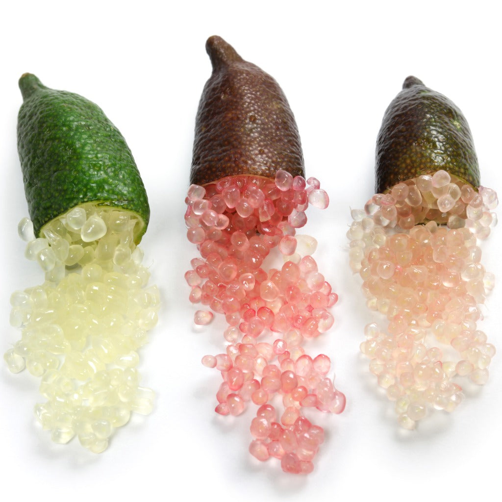 Brown Finger Lime / Grafted - Very Rare!