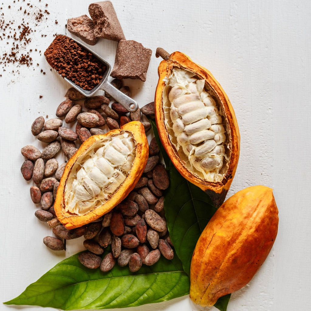Cacao Plant - Large Specimen