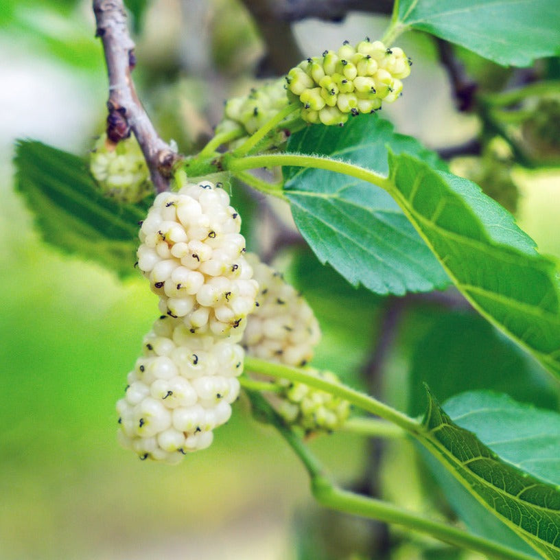 White Mulberry Morus Alba