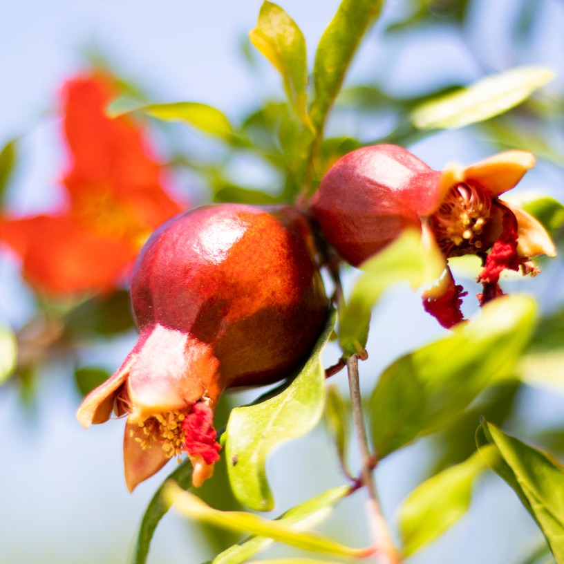 Pomegranate Eversweet Plant
