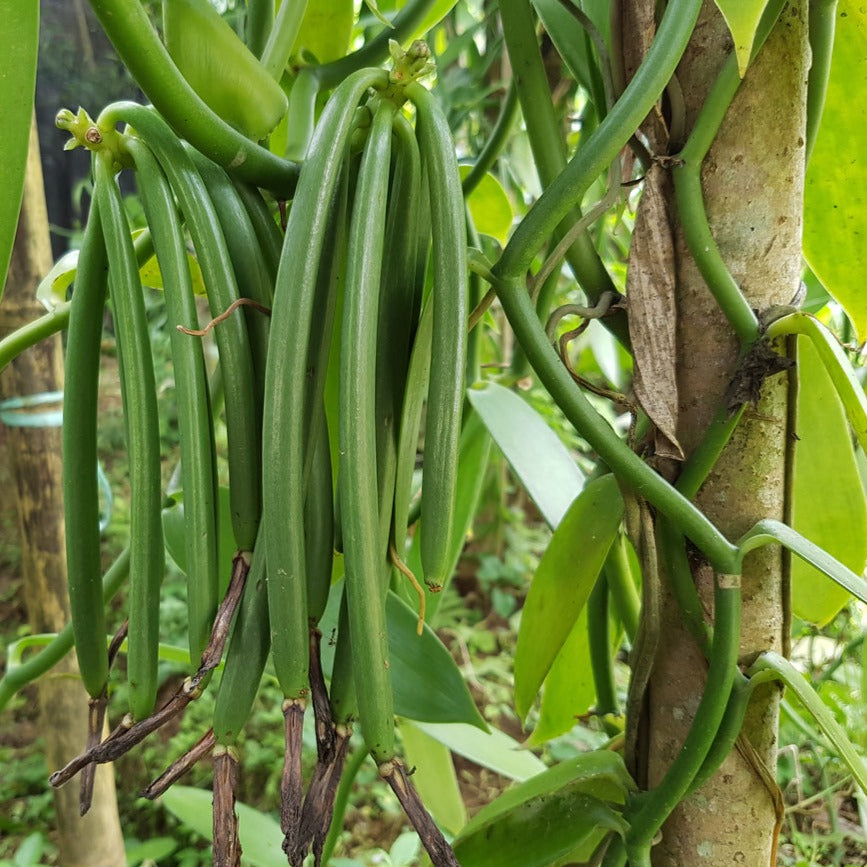 Vanilla Planifolia Plant