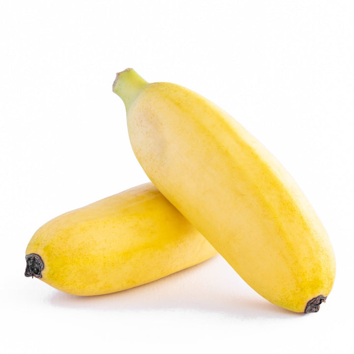 Mona Lisa Banana - Cold Tolerant Dessert Banana