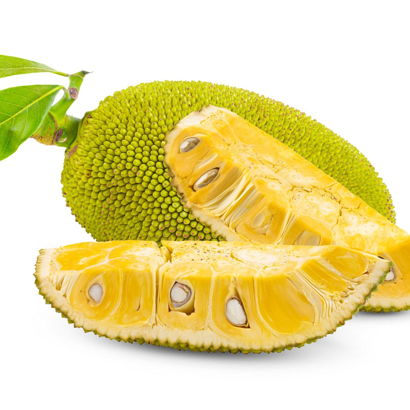 Exotica NZ Plants | Jackfruit - J33 Sultan