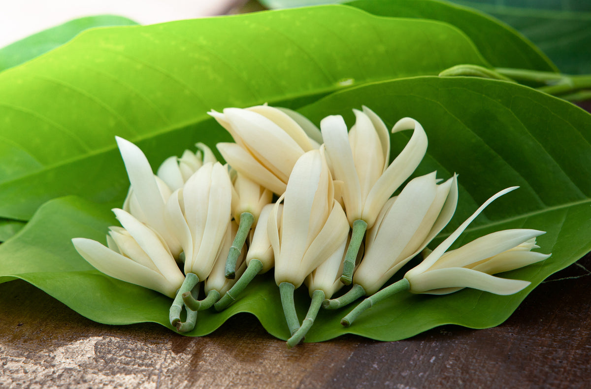 Magnolia flower essential oil, Magnolia alba- Magnolia essential oil, white  champaca -Natural Magnolia flower oil, white champaca oil