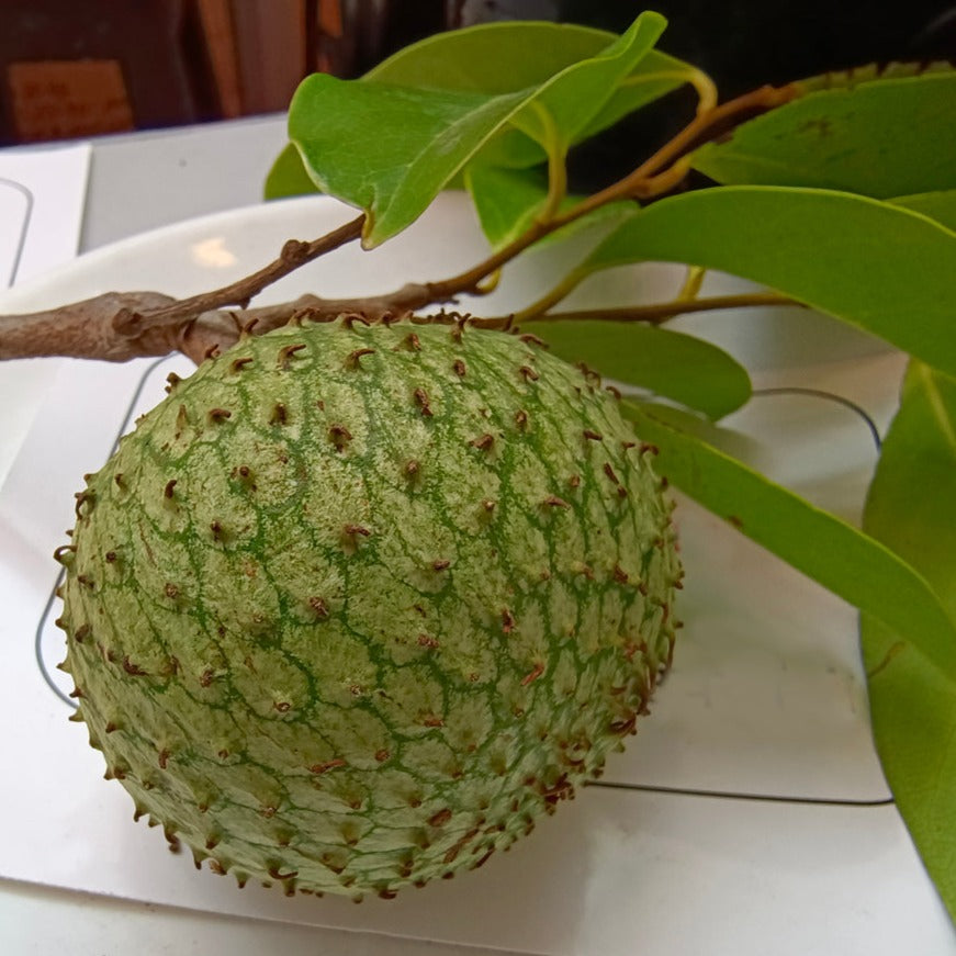 Mountain Soursop - Grafted and Cold Tolerant
