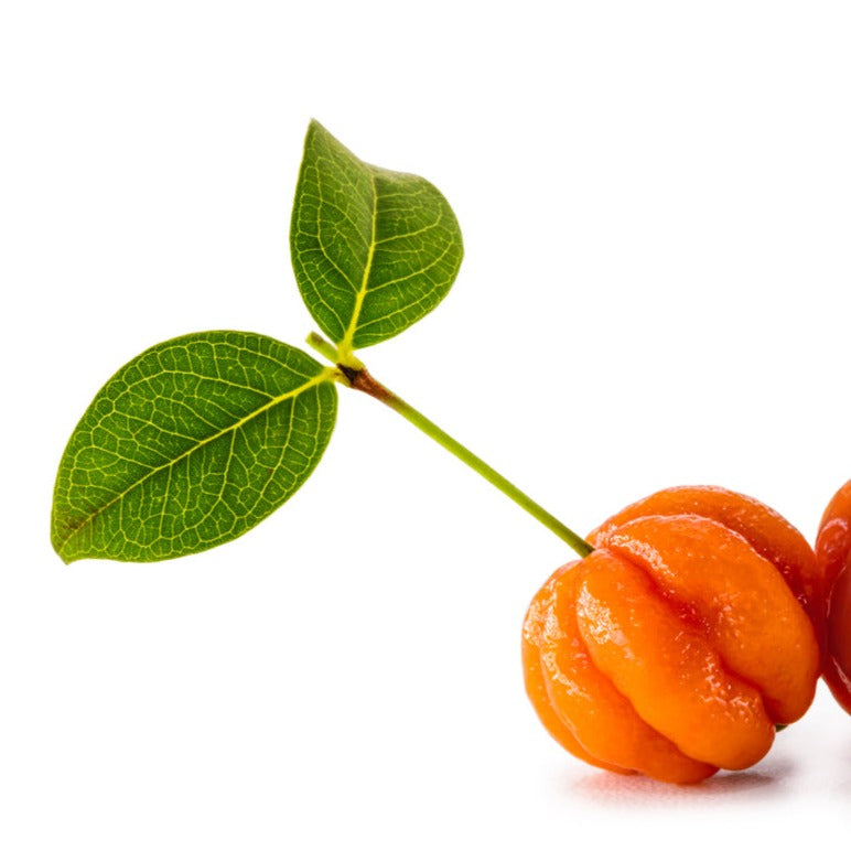 Surinam Brazilian Cherry Orange Skin Plant