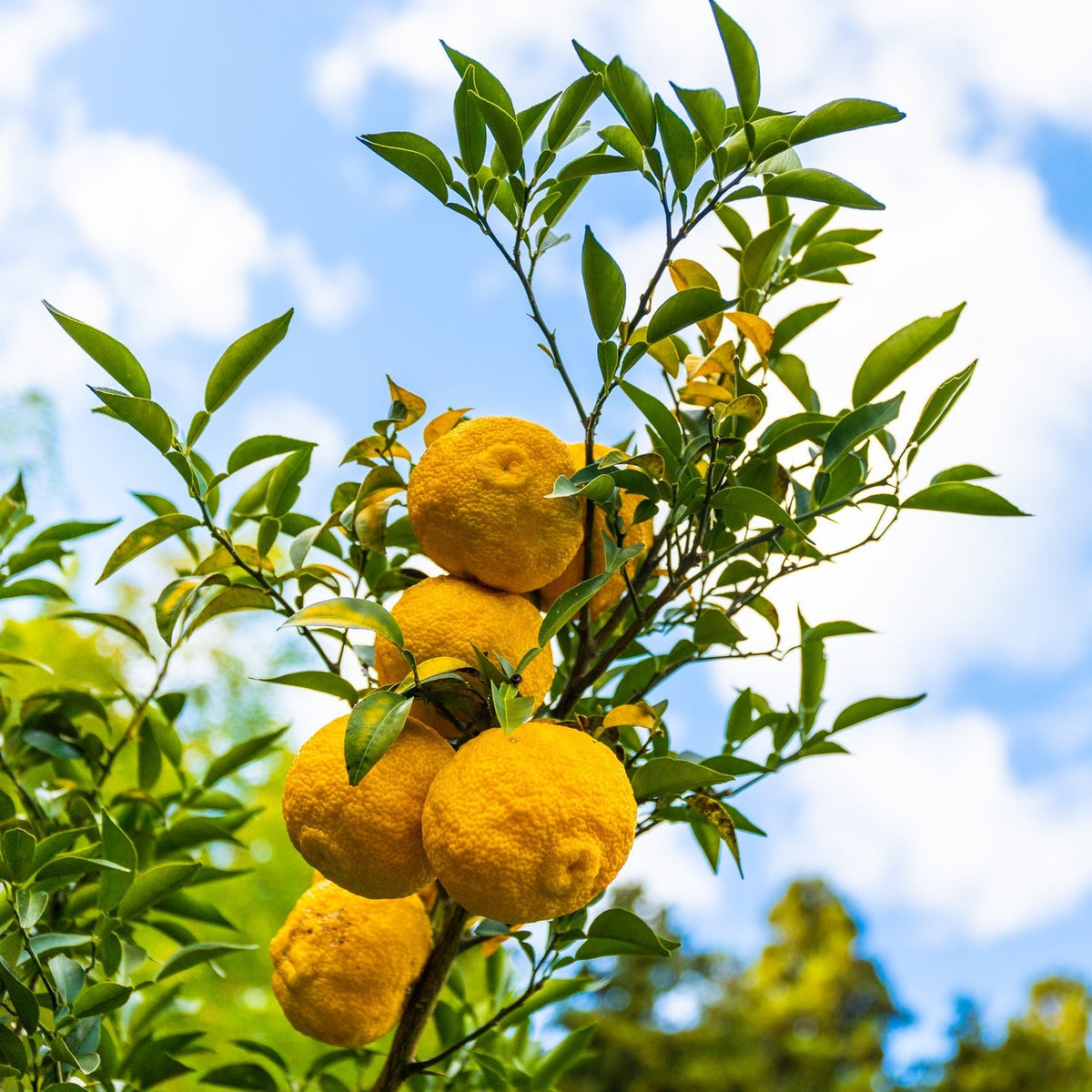 Yuzu Lemon Plant