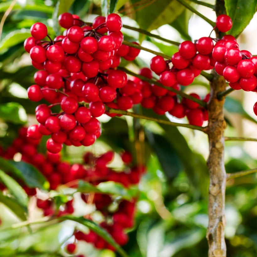 money tree plant with red berries Exotica NZ Plants