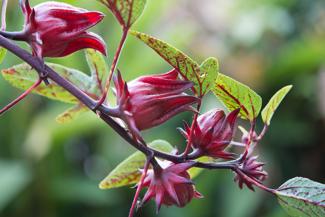 Rosella Plants