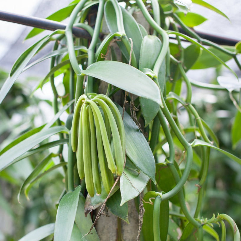Vanilla Planifolia 'Bourbon Vanilla' Plant